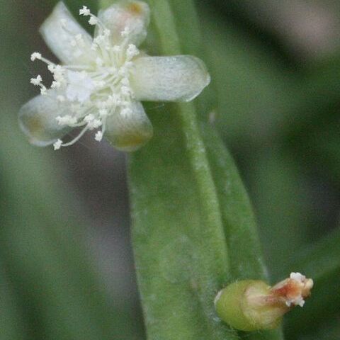 Rhipsalis pentaptera unspecified picture