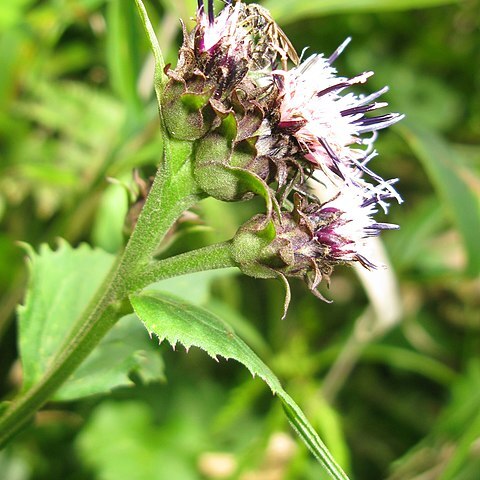 Saussurea nikoensis unspecified picture