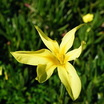 Moraea collina unspecified picture