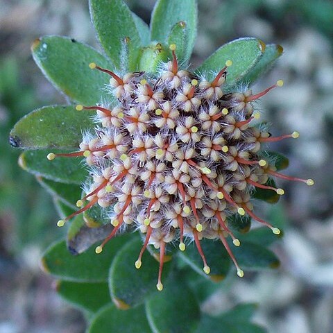 Leucospermum truncatulum unspecified picture