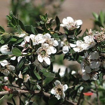 Leptospermum nitidum unspecified picture