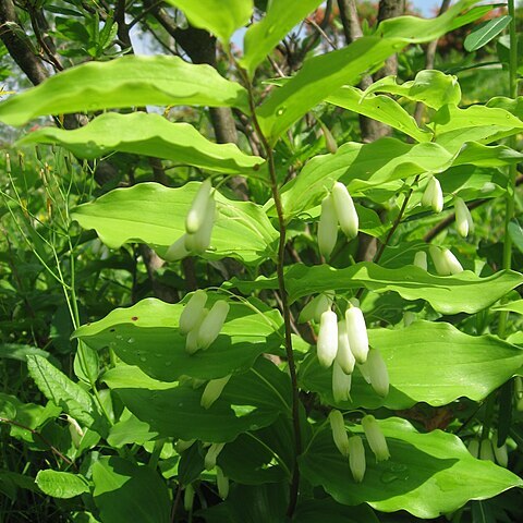 Polygonatum sibiricum unspecified picture