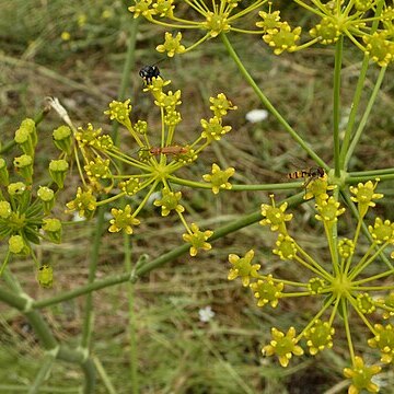 Heptaptera anisoptera unspecified picture