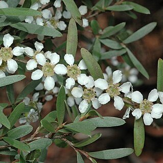 Leptospermum polyanthum unspecified picture