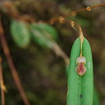 Lepanthes mucronata unspecified picture