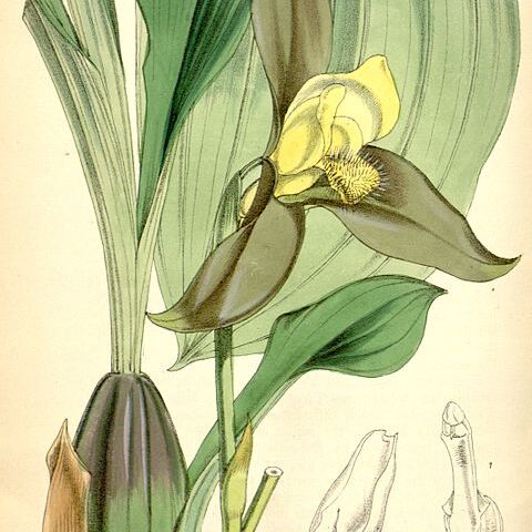 Lycaste lasioglossa unspecified picture