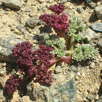 Lomatium cuspidatum unspecified picture