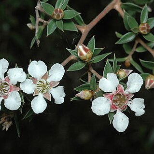 Leptospermum petraeum unspecified picture