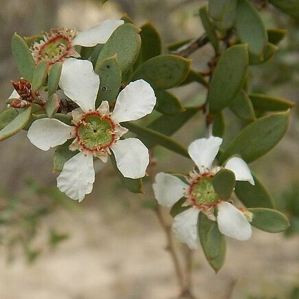 Leptospermum coriaceum unspecified picture