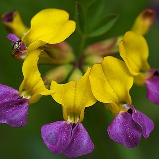 Hosackia gracilis unspecified picture