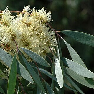 Melaleuca cajuputi unspecified picture