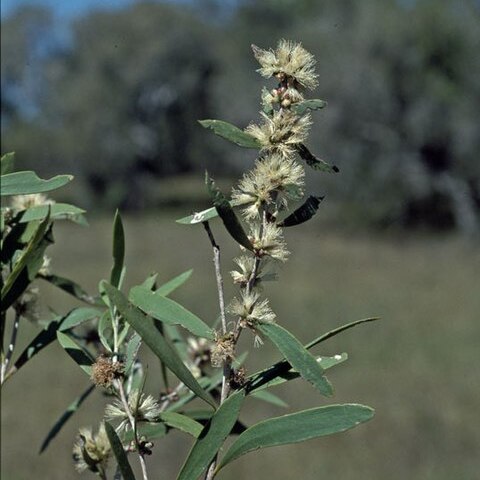 Melaleuca alsophila unspecified picture