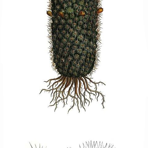 Mammillaria eriacantha unspecified picture