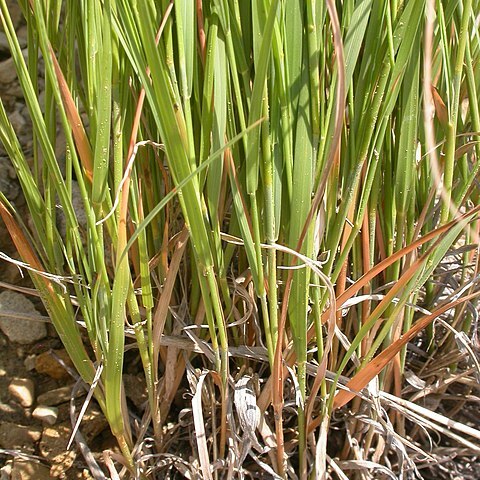 Muhlenbergia cuspidata unspecified picture