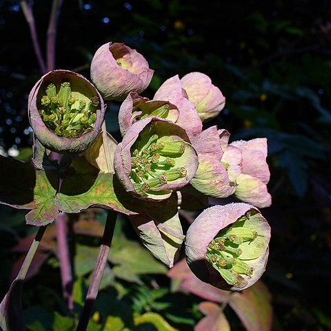 Mathiasella bupleuroides unspecified picture