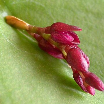 Acianthera modestissima unspecified picture