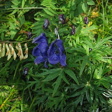 Aconitum kitadakense unspecified picture