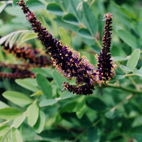 Amorpha unspecified picture