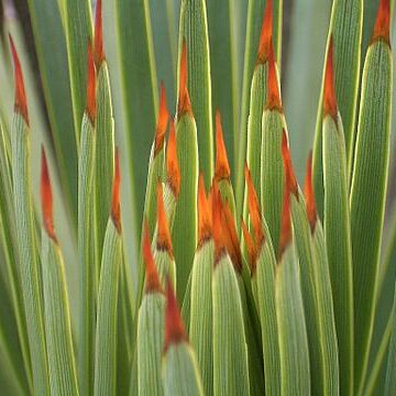 Agave striata unspecified picture