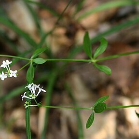 Asperula involucrata unspecified picture