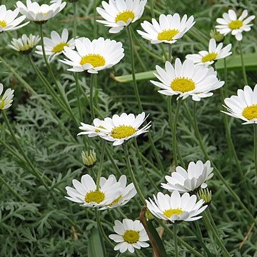 Anthemis punctata unspecified picture