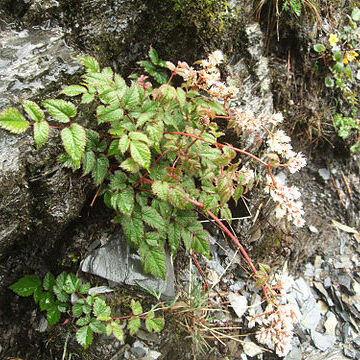 Astilbe macroflora unspecified picture