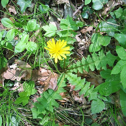 Aposeris unspecified picture