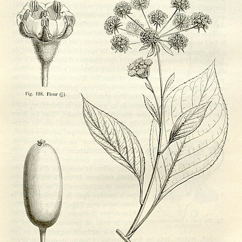 Apiopetalum unspecified picture