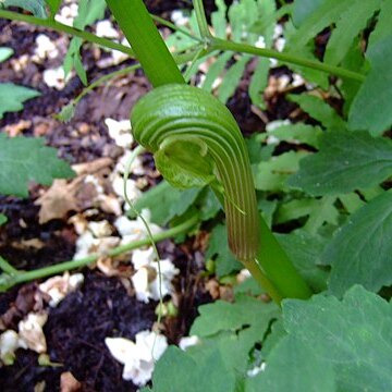 Arisaema galeatum unspecified picture