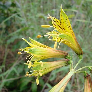 Alstroemeria stenopetala unspecified picture