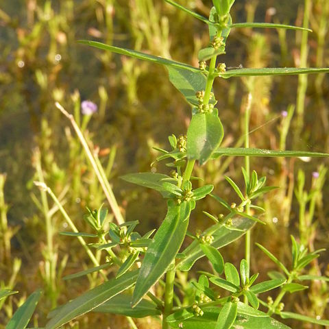 Ammannia multiflora unspecified picture