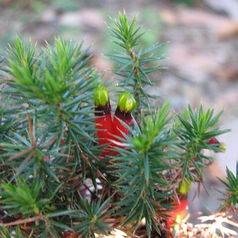 Astroloma foliosum unspecified picture