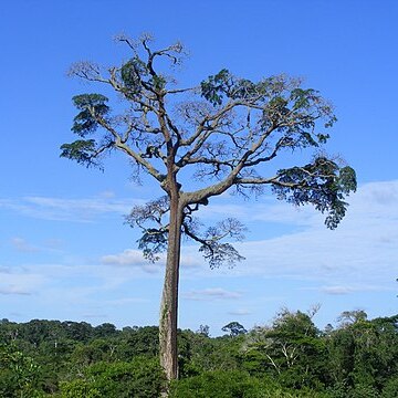 Baillonella toxisperma unspecified picture