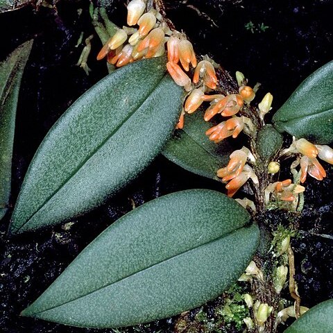 Bulbophyllum schillerianum unspecified picture