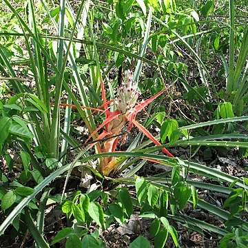 Bromelia sylvicola unspecified picture