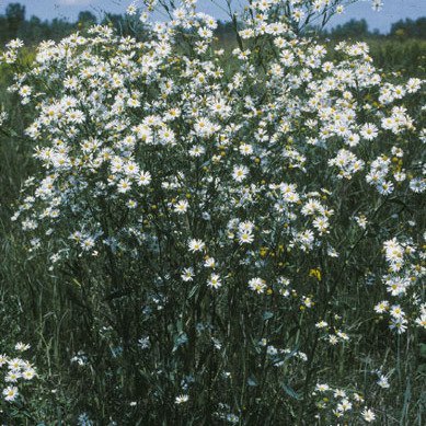 Boltonia l'hér. unspecified picture