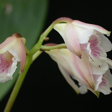 Bifrenaria leucorhoda unspecified picture