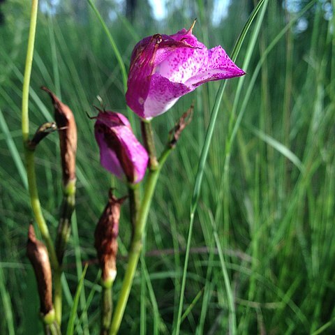 Bletia campanulata unspecified picture