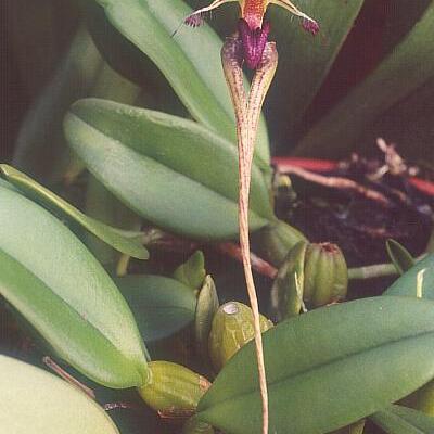 Bulbophyllum putidum unspecified picture