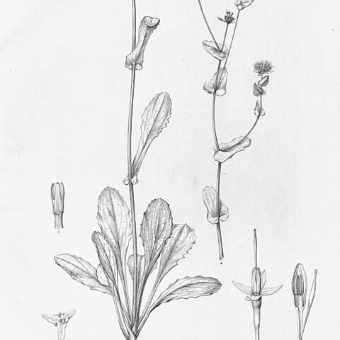 Boopis bupleuroides unspecified picture