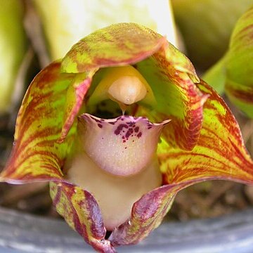 Bifrenaria tetragona unspecified picture