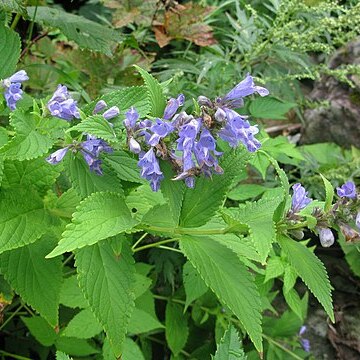 Nepeta subsessilis unspecified picture