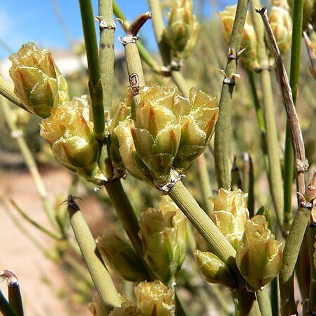 Ephedra torreyana unspecified picture