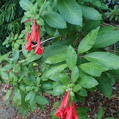 Fuchsia cinerea unspecified picture