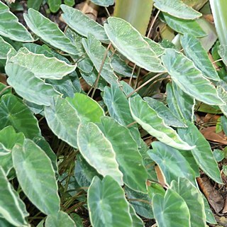 Colocasia fallax unspecified picture