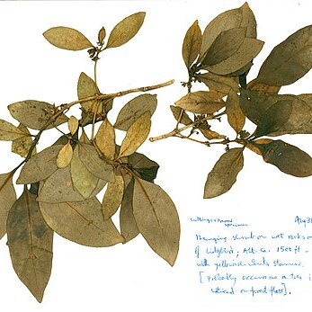 Coprosma lanceolaris unspecified picture