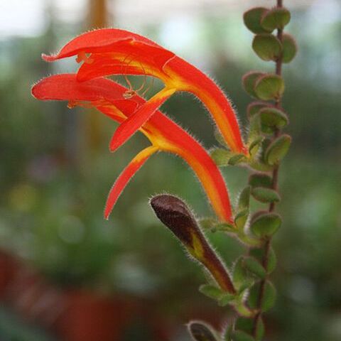 Columnea microphylla unspecified picture