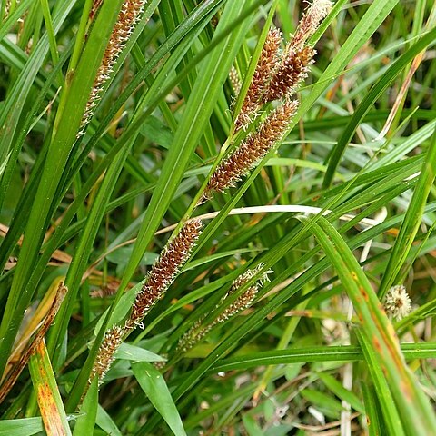 Carex lambertiana unspecified picture