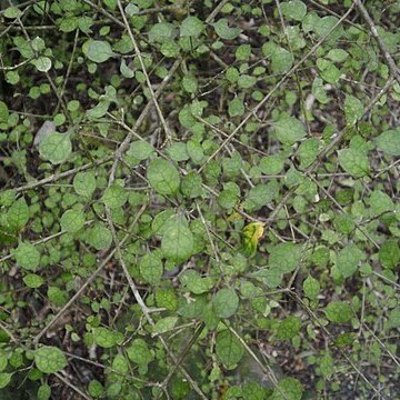 Coprosma areolata unspecified picture