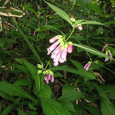 Chelonopsis moschata unspecified picture